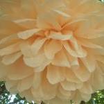 Set of 10 tissue paper poms